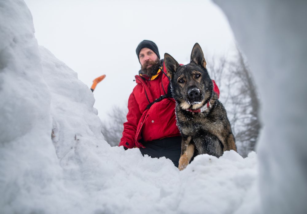 life-saving dog with rescuers