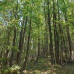 Leather is sustainable and can also be revolutionary