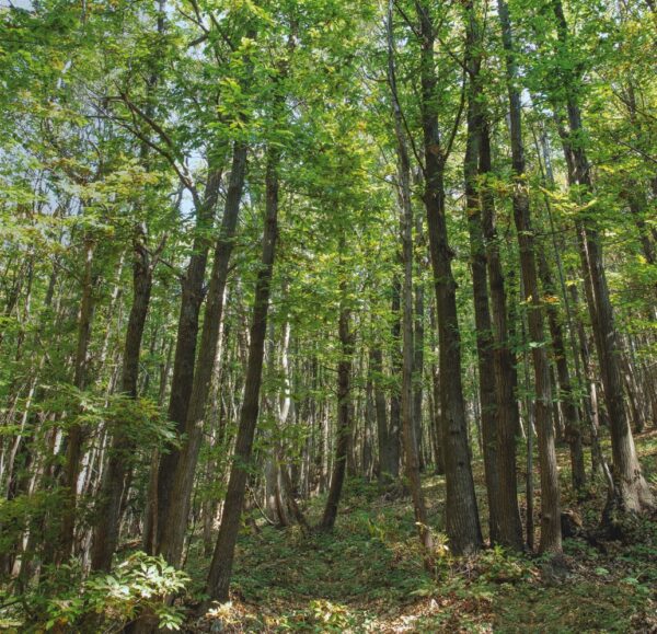 Leather is sustainable and can also be revolutionary