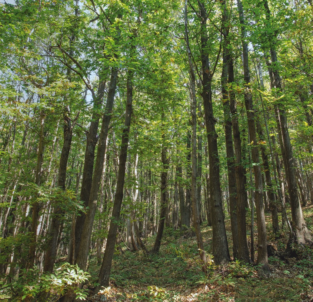 Leather is sustainable and can also be revolutionary