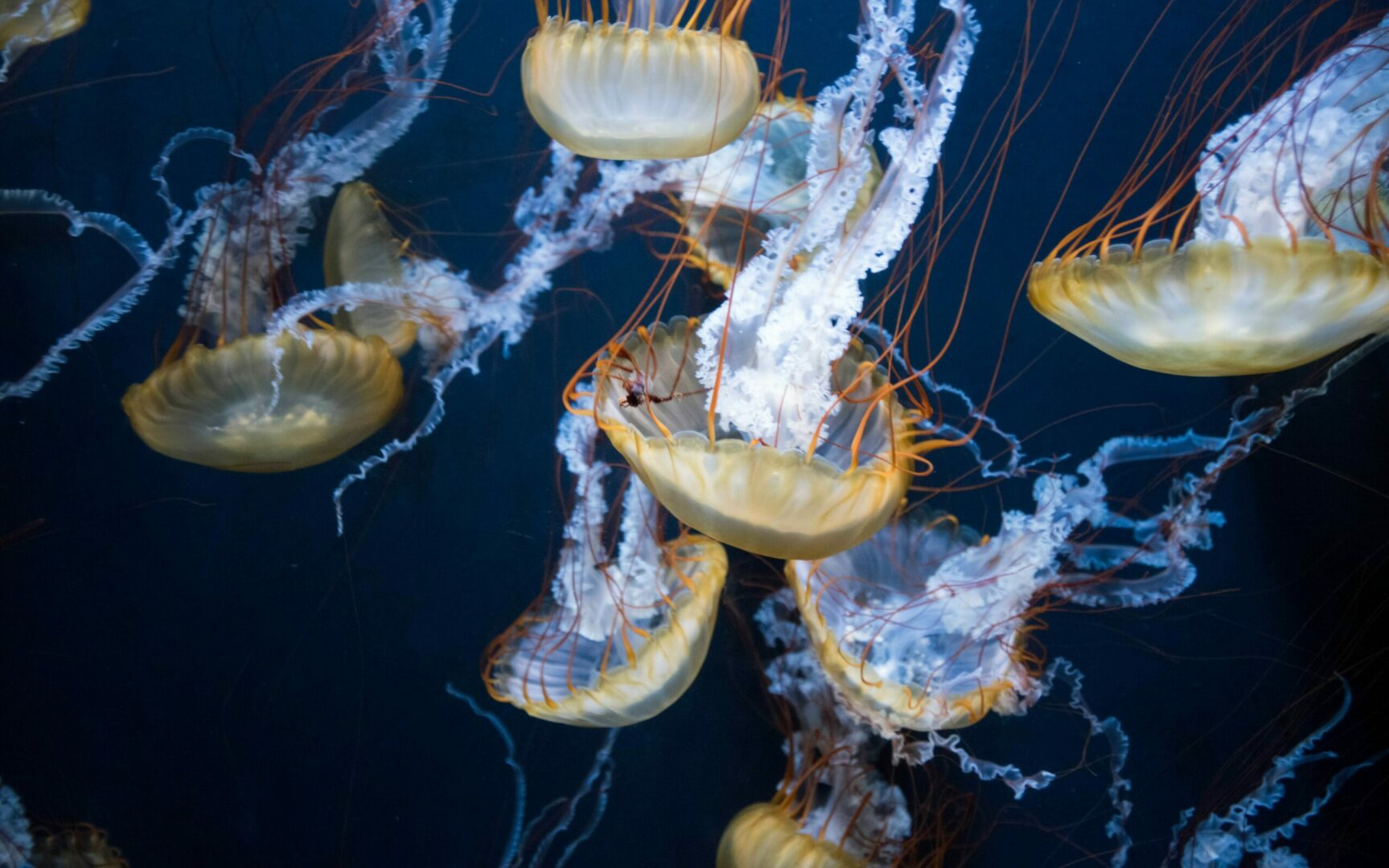 snorkelling | shoestechnologies 