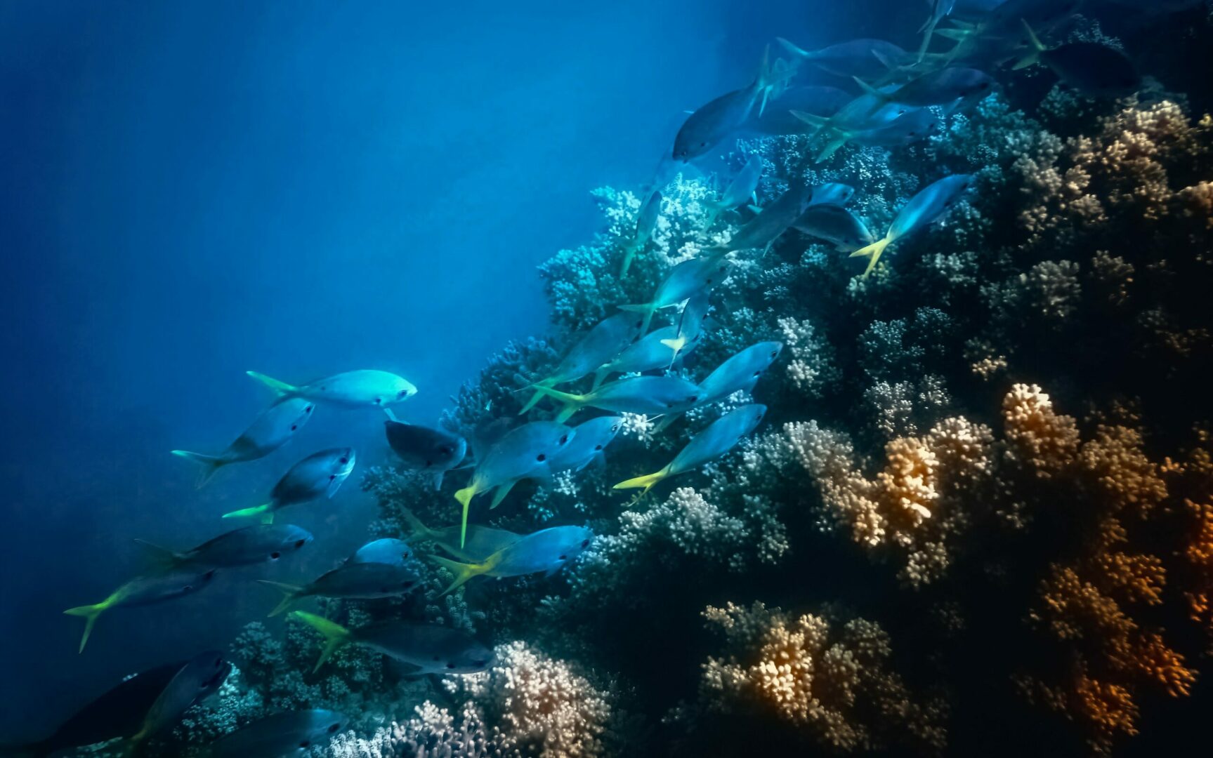 snorkelling | shoestechnologies 