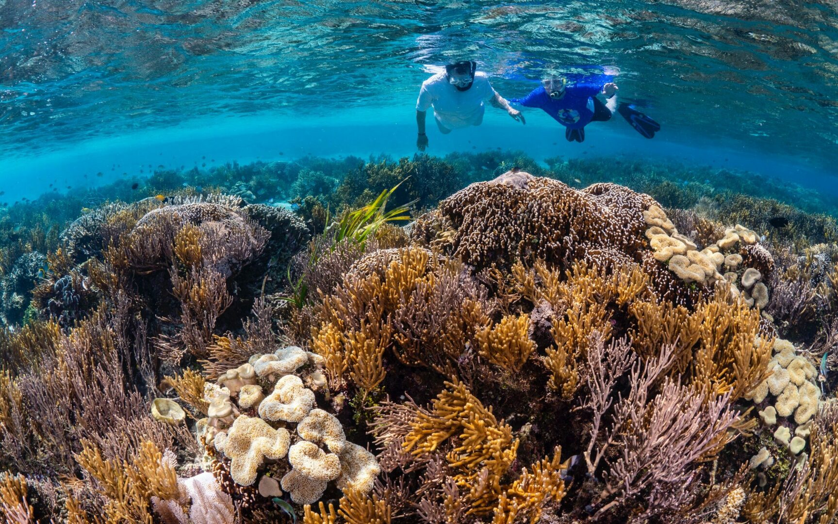 snorkelling | shoestechnologies 
