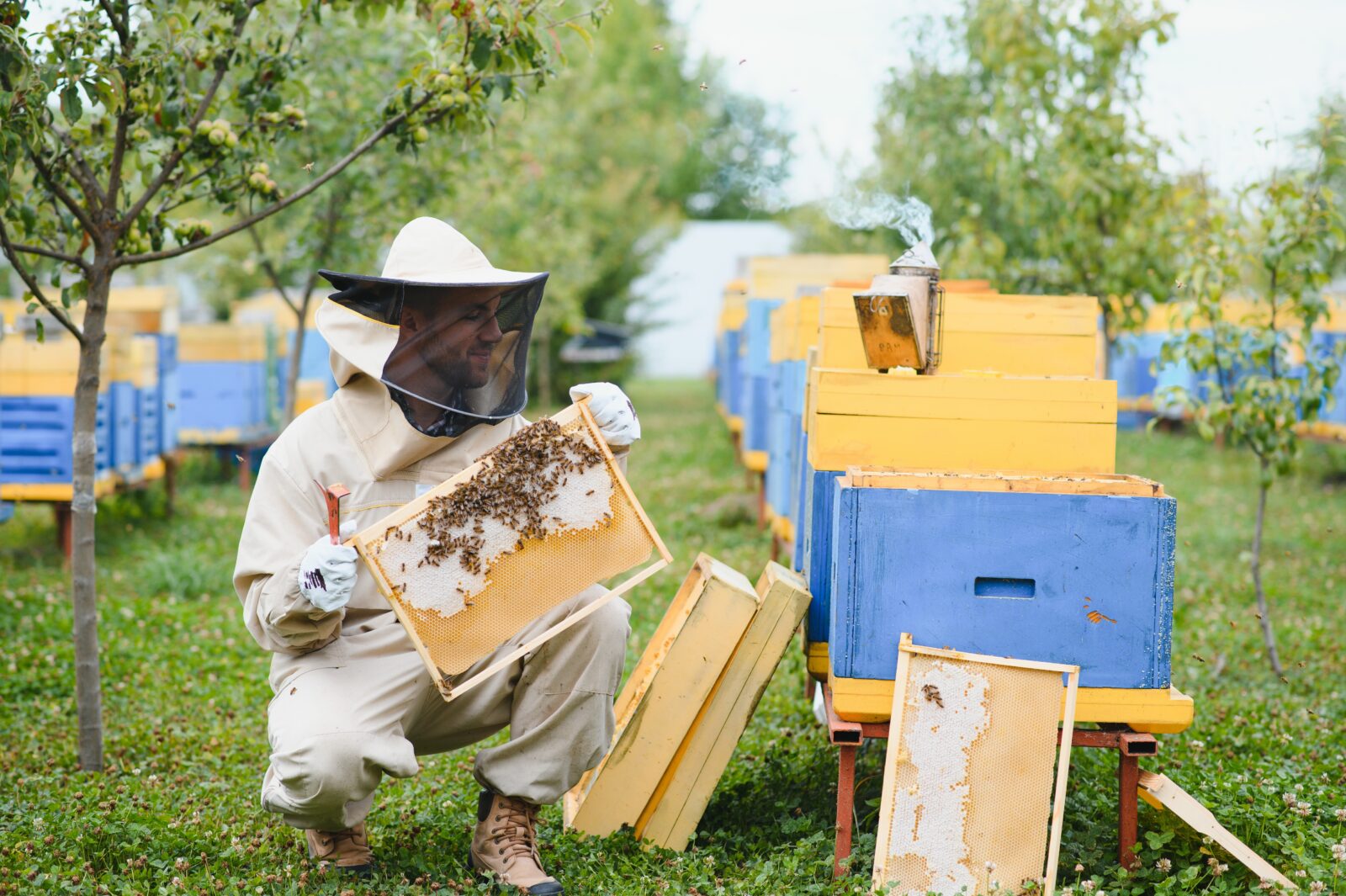 The amazing World to Bee: We put on the Beekeeper's Shoes