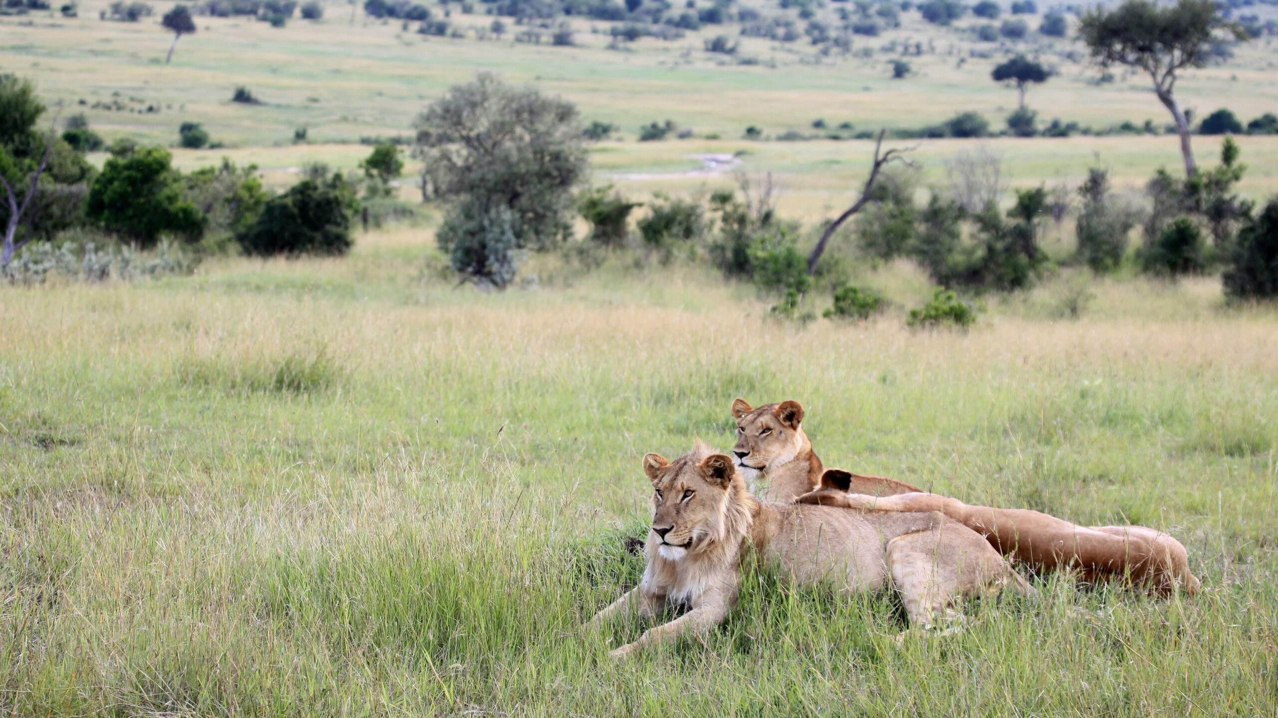 safari outfits | shoestechnologies 